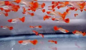 Golden Body Koi Fish