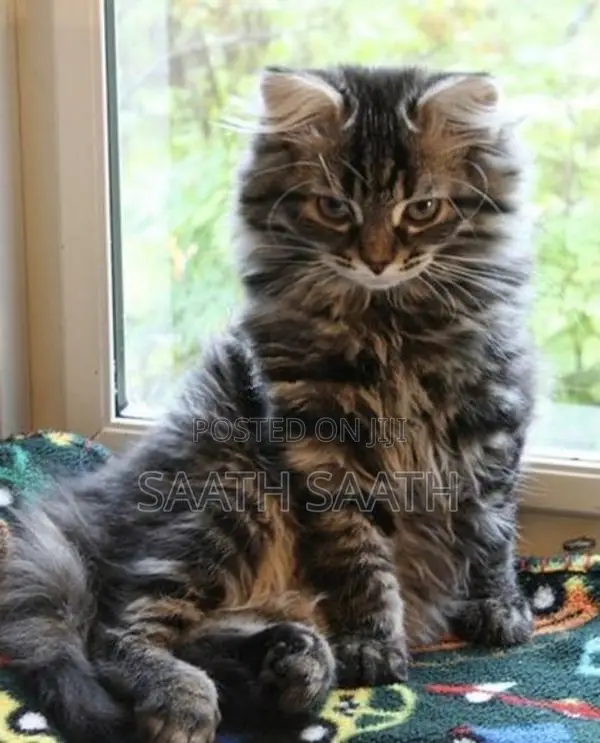 Persian Cat