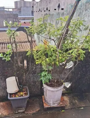 Flower Plants