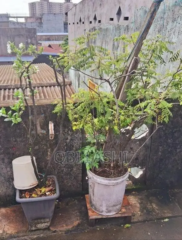 Flower Plants