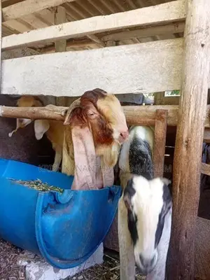 Farm Goat