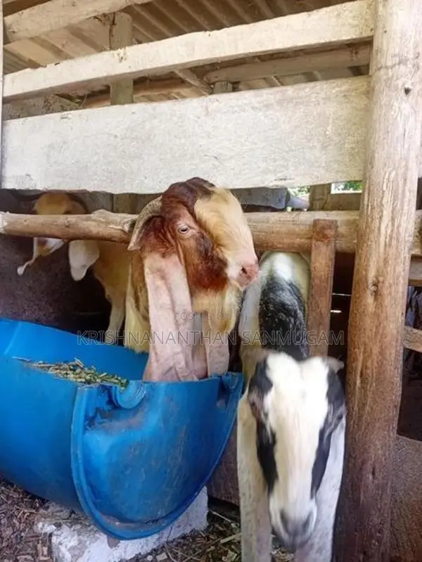 Farm Goat