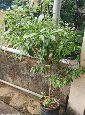 Flower Plants