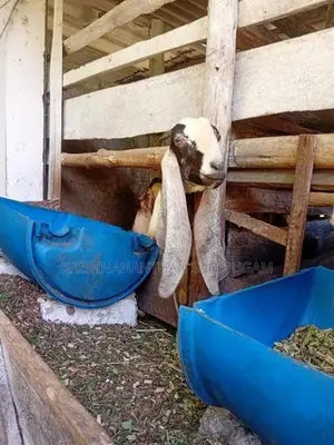 Farm Goat