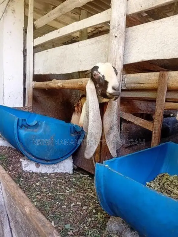Farm Goat
