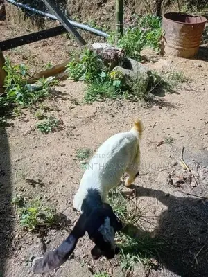 Farm Goat