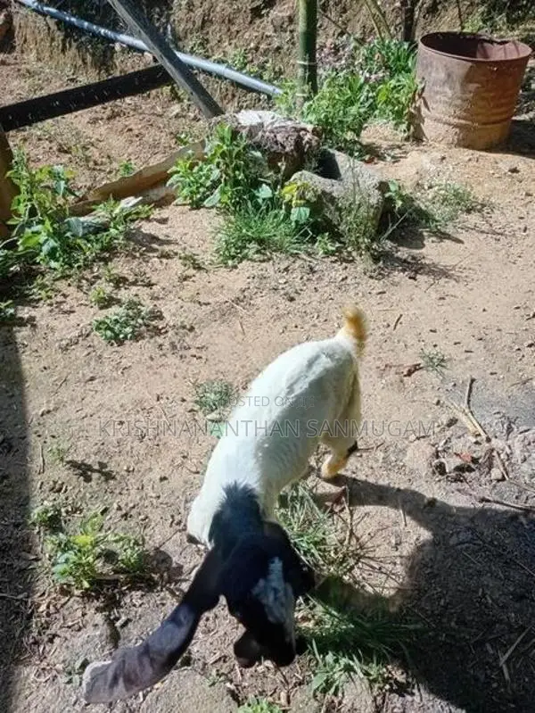 Farm Goat