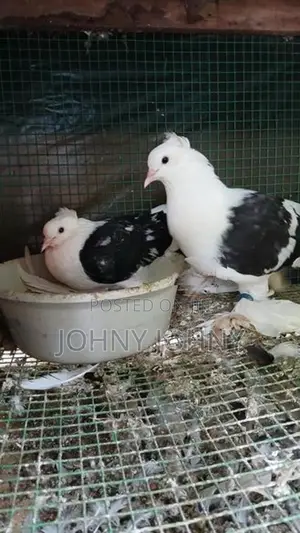 Fantails Birds