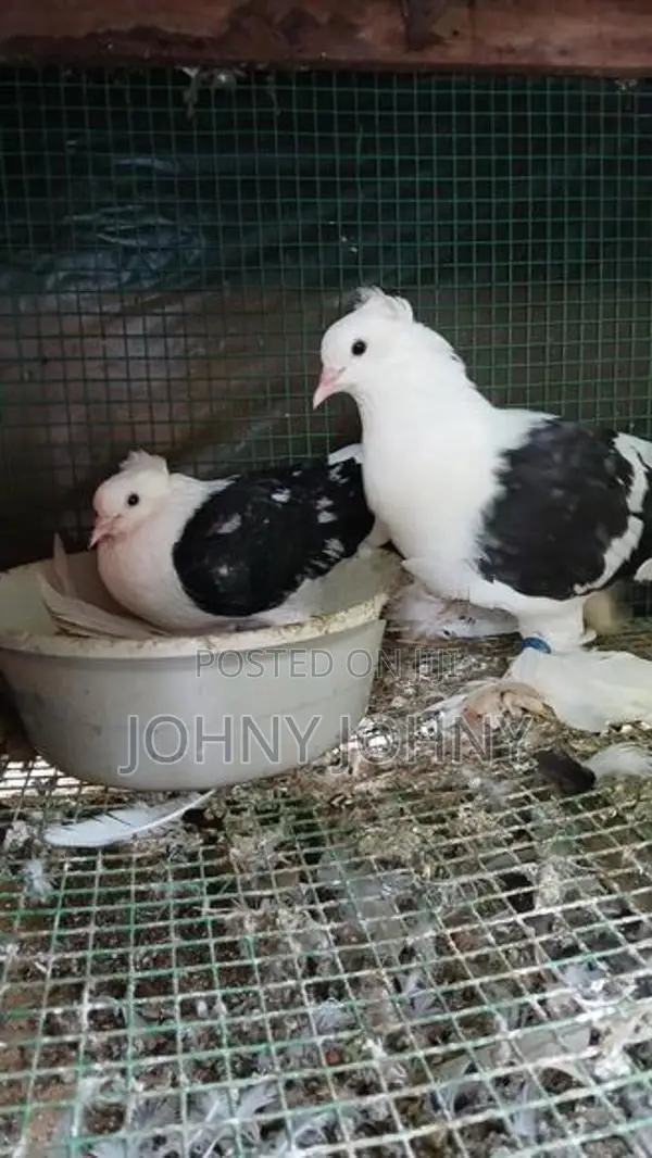 Fantails Birds