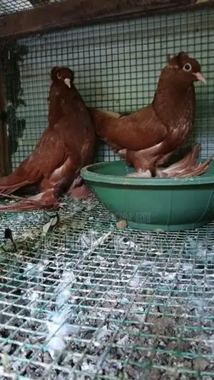 Fantails Birds