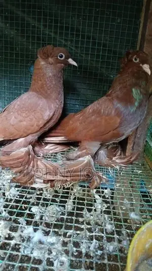 Fantails Birds