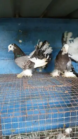 Fantails Birds