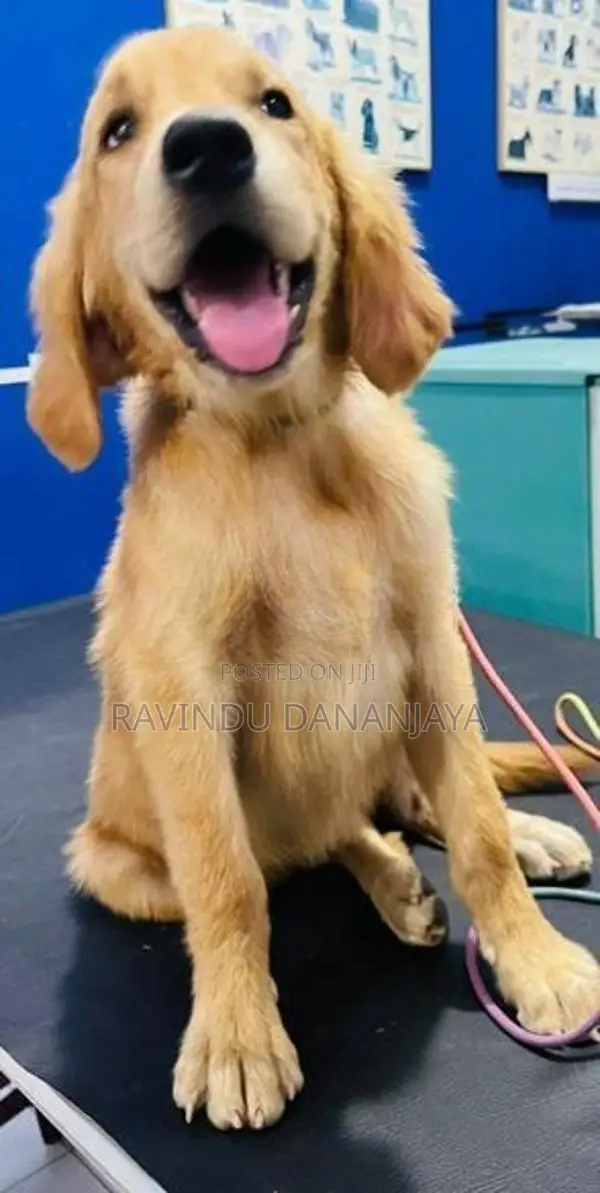 Golden Retriver Puppy