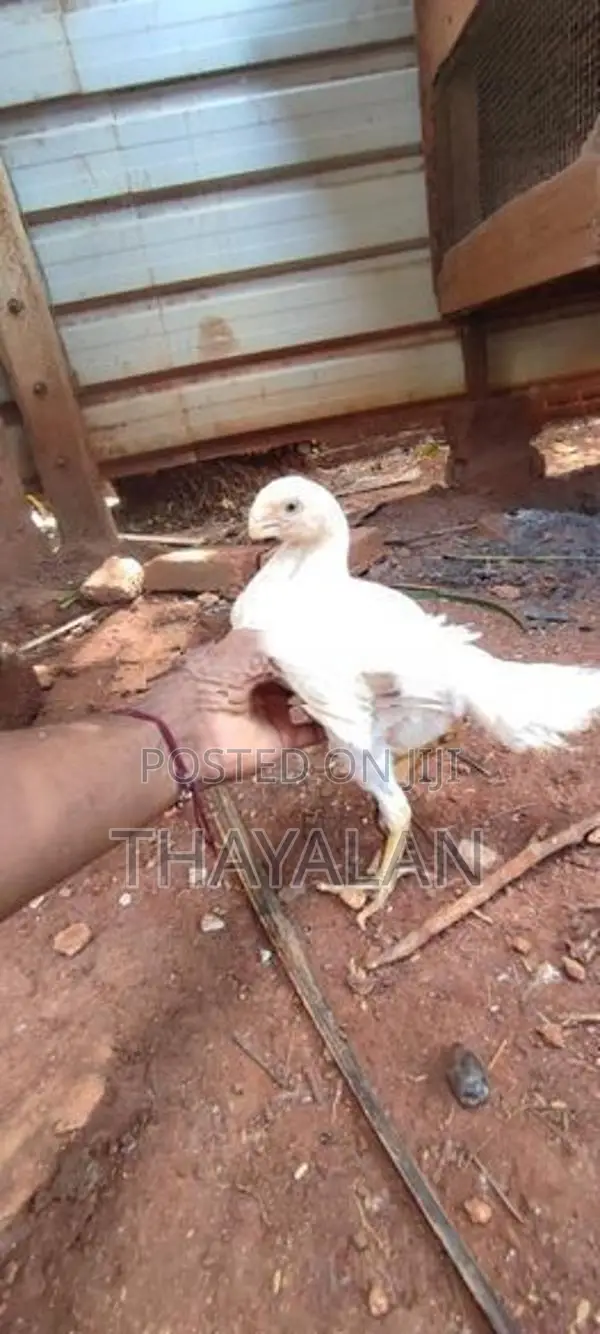 கிளி மூக்கு குஞ்சுகள்
