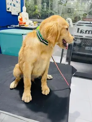 Golden Retriver Puppy