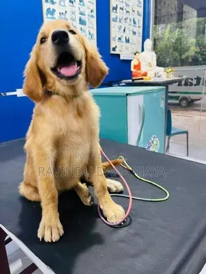 Golden Retriver Puppy