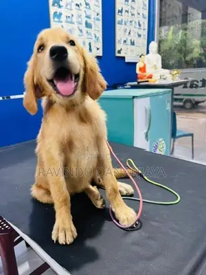 Golden Retriver Puppy