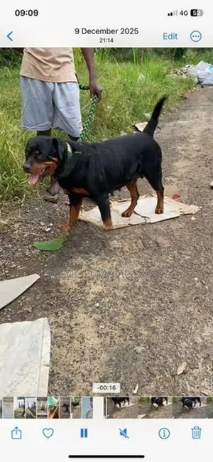 Dachshund Dog