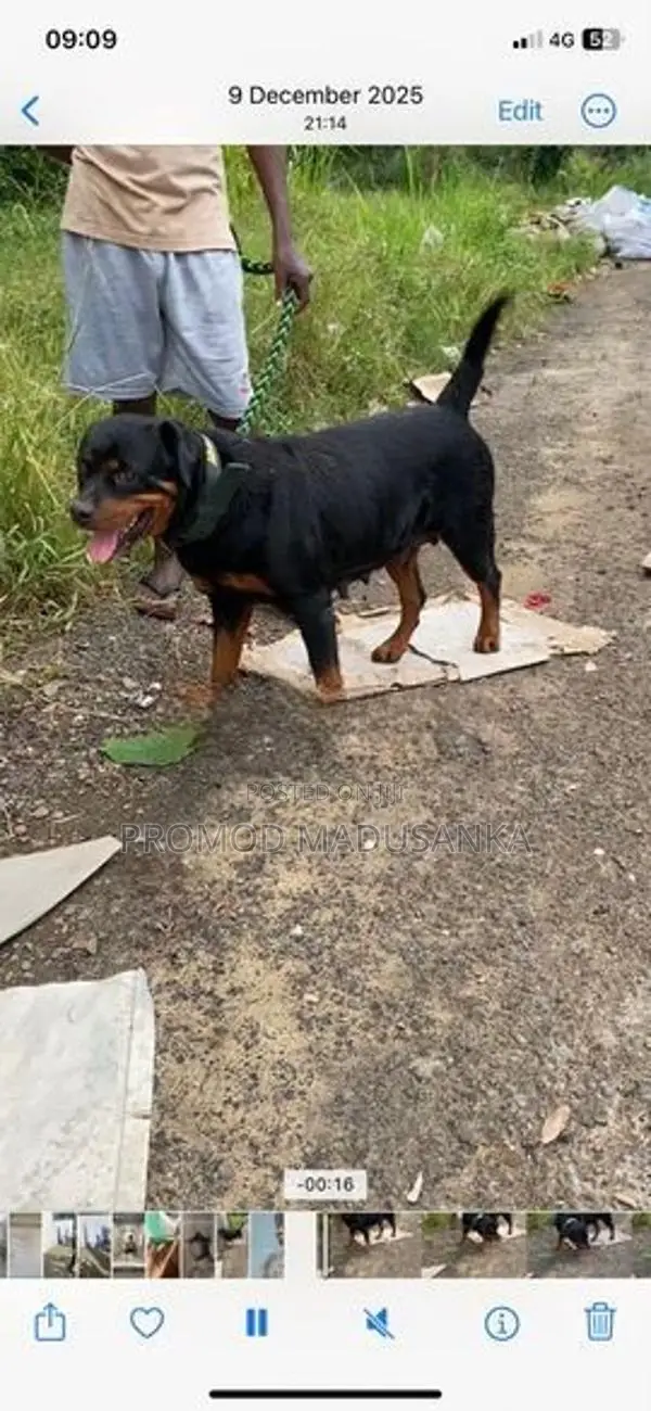 Dachshund Dog