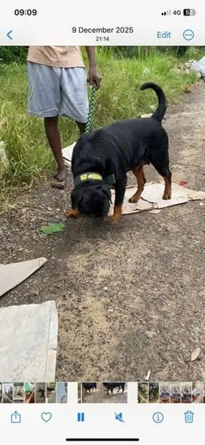 Dachshund Dog