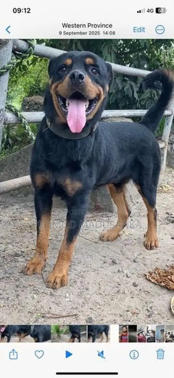 Dachshund Dog