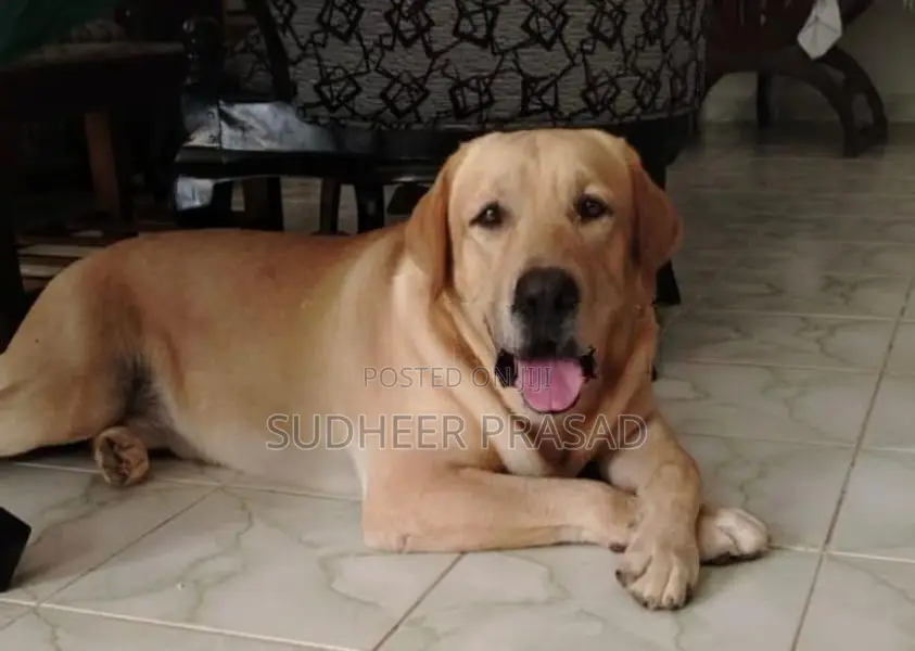 Labrador Retriever Male Dog