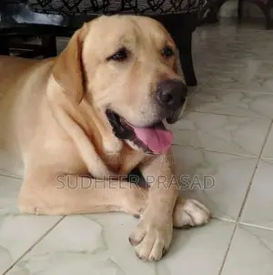Labrador Retriever Male Dog