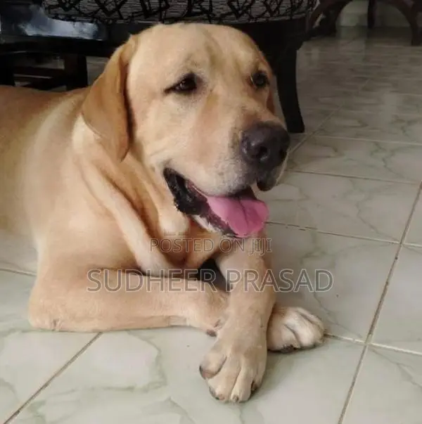 Labrador Retriever Male Dog