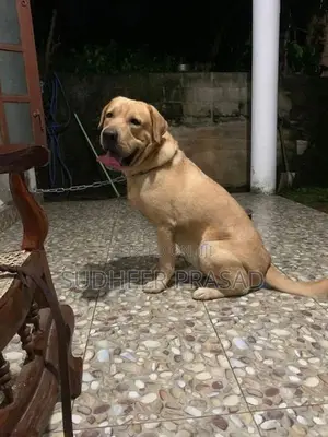 Labrador Retriever Male Dog