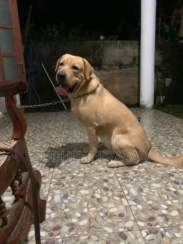 Labrador Retriever Male Dog