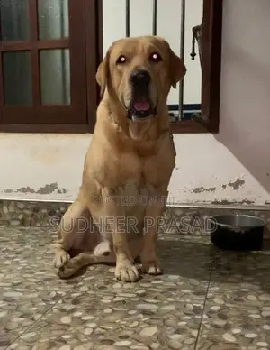Labrador Retriever Male Dog