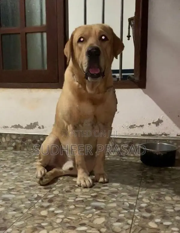 Labrador Retriever Male Dog