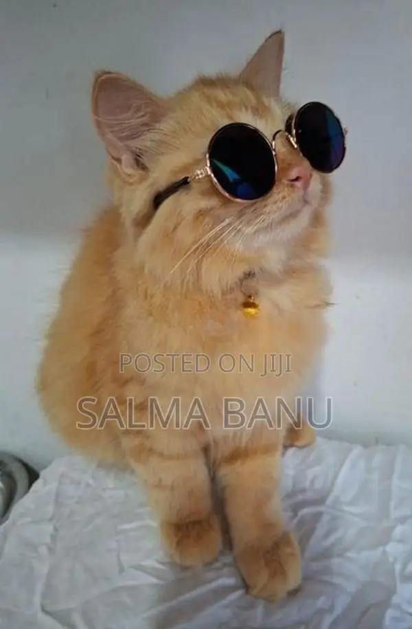 Persian Cat