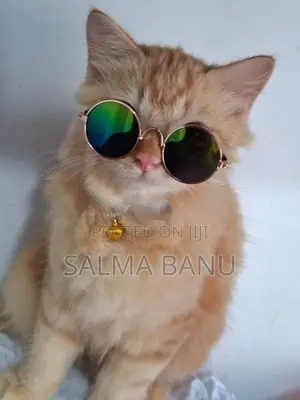 Persian Cat