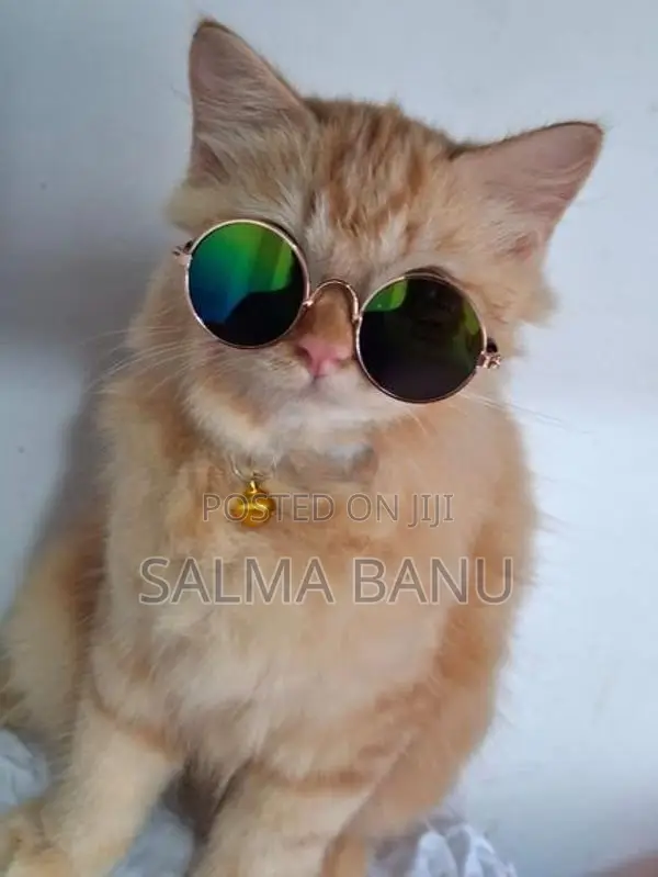 Persian Cat