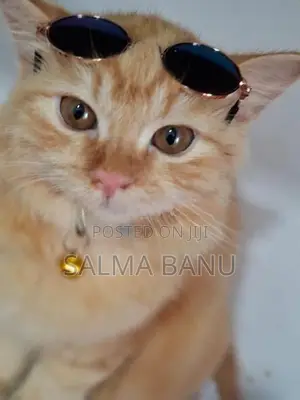 Persian Cat