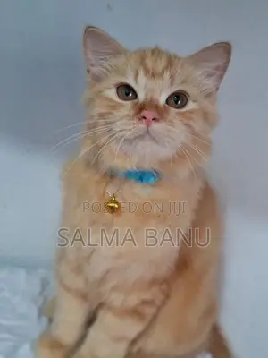 Persian Cat