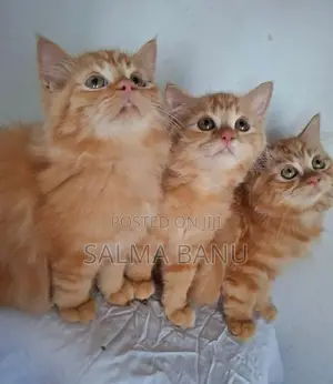 Persian Cat