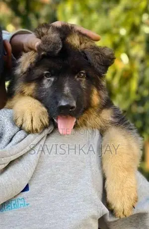 German Shepherd Long Coat Puppies