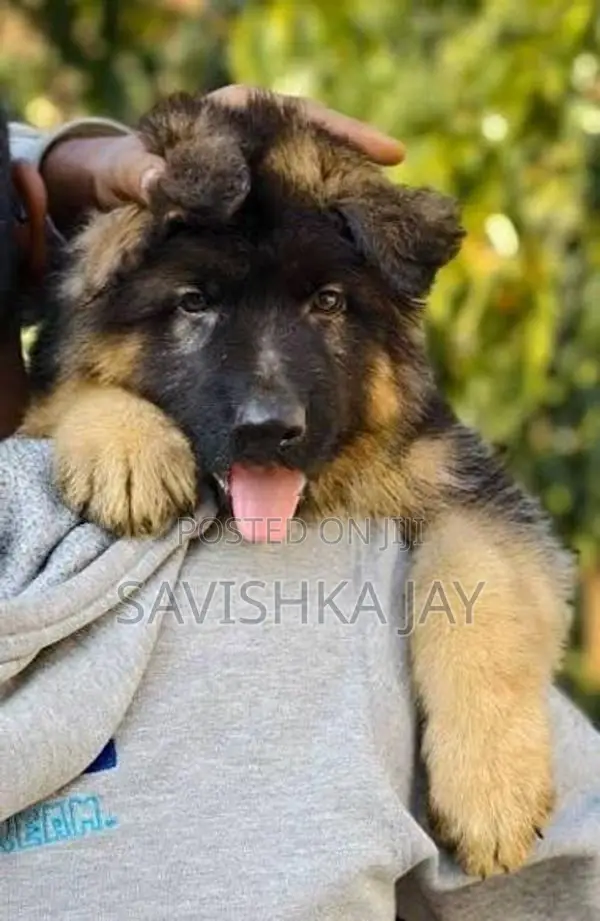German Shepherd Long Coat Puppies