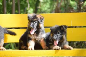 German Shepherd Long Coat Puppies