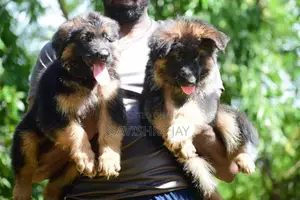 German Shepherd Long Coat Puppies