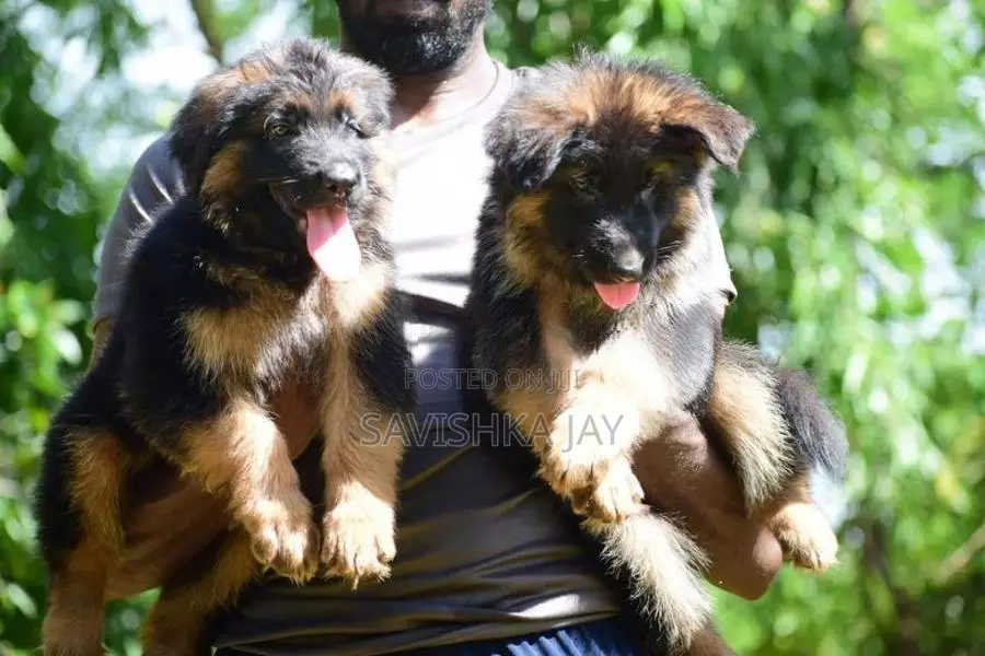German Shepherd Long Coat Puppies