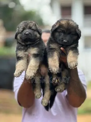 German Shepherd Long Coat Puppies