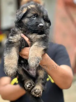 German Shepherd Long Coat Puppies
