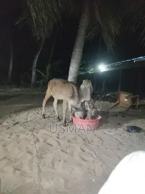 ஆண் மாடு