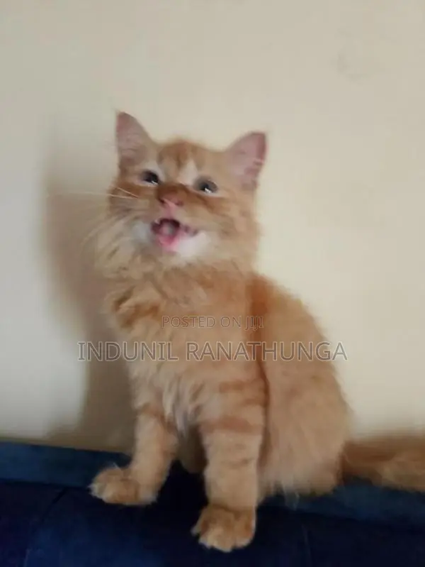 Persian Cat