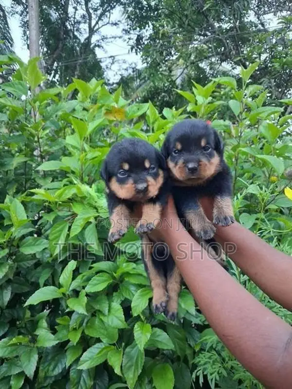 Rottweiler Puppies