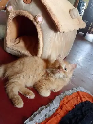 Persian Cat
