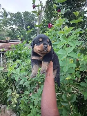 Rottweiler Puppies